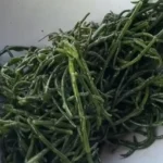 salicornia