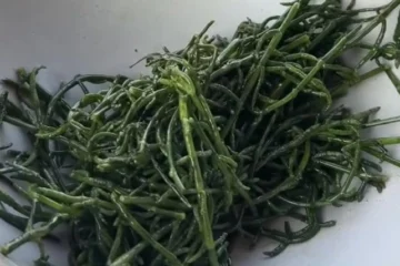 salicornia